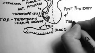 Thyroid Hormone 1  Control [upl. by Anni]