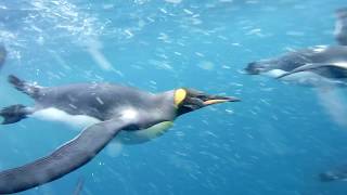 King Penguins underwater video [upl. by Ruhtracm935]