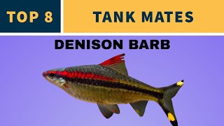 Denison barb aquarium fish [upl. by Animar]