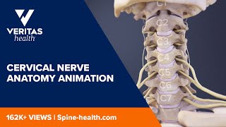 Cervical Nerve Anatomy Animation [upl. by Adnohs]