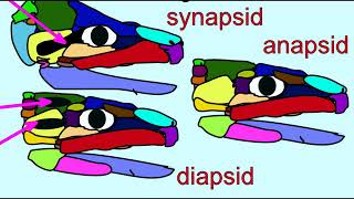 amniote diversity 1 anapsids synapsids [upl. by Kuebbing619]