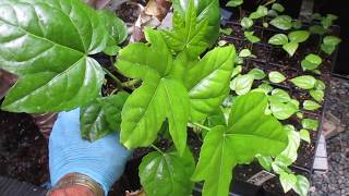 Fatsia japonica from seed [upl. by Nyltak]