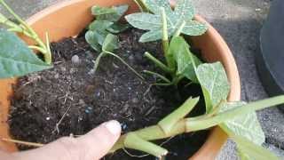 Making more  propagating Fatsia Japonica [upl. by Letreece775]