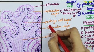 Histology of CEREBELLAR CORTEX [upl. by Eedissac]