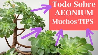 Todo Sobre Aeonium Arboreum TIPS Cuidados Y Reproducción [upl. by Asyar303]